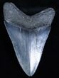 / Inch Serrated Georgia Megalodon Tooth #3462-1
